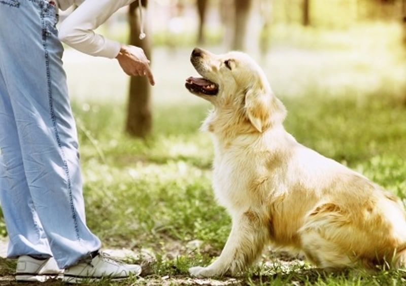 Devenir éducateur de chiens