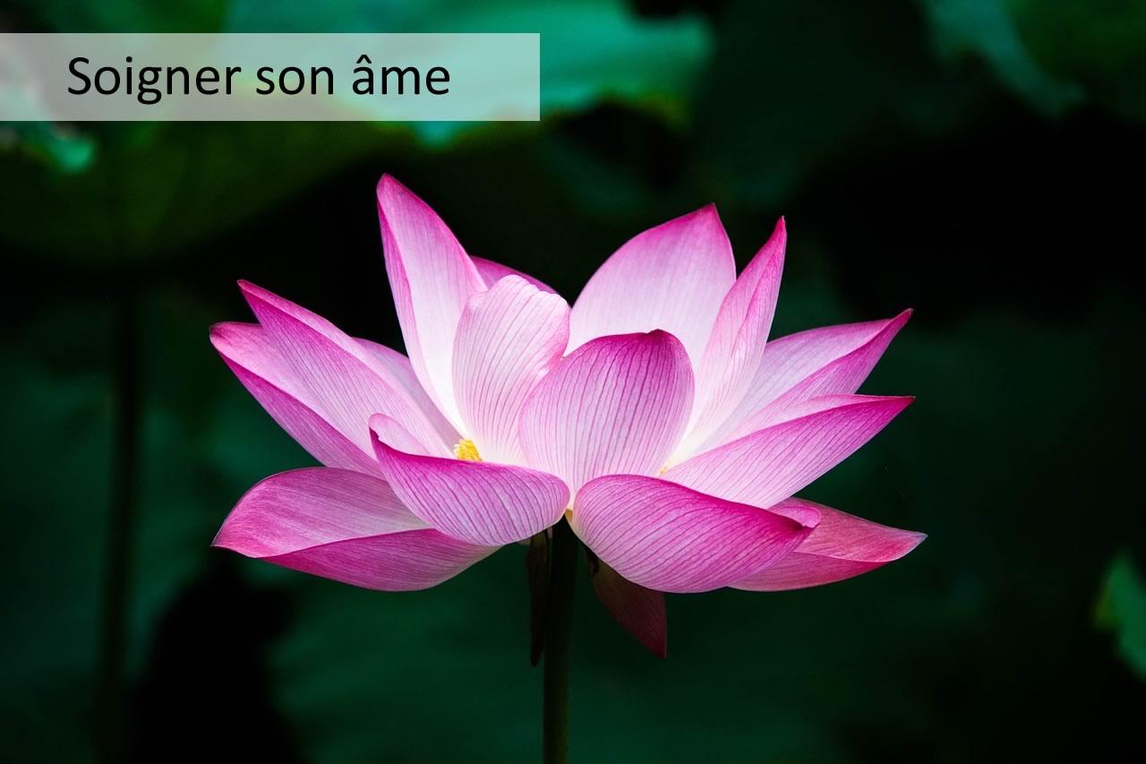 soigner son âme avec une fleur de lotus
