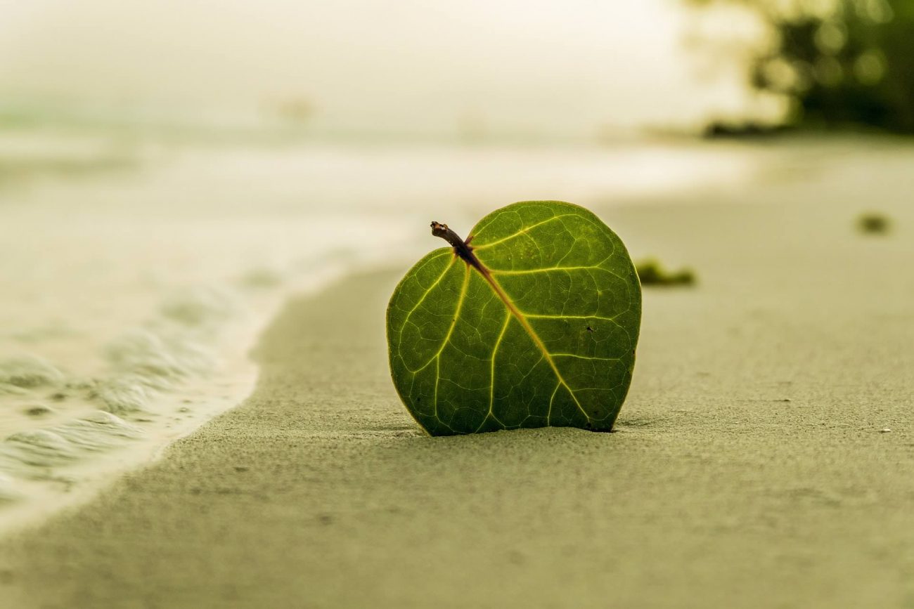 feuille dans du sable en bord de mer